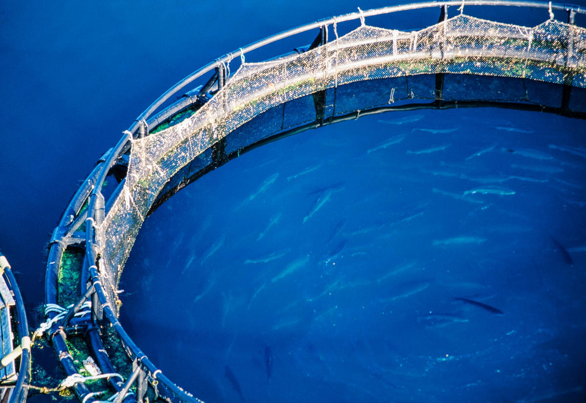 Aquaculture.jpg 